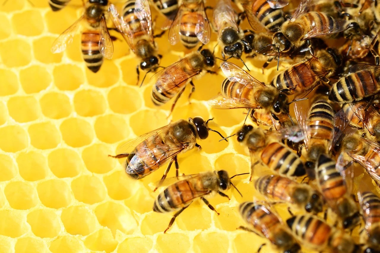 Bivax och honung för hälsa och skönhet